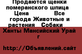 Продаются щенки померанского шпица › Цена ­ 45 000 - Все города Животные и растения » Собаки   . Ханты-Мансийский,Урай г.